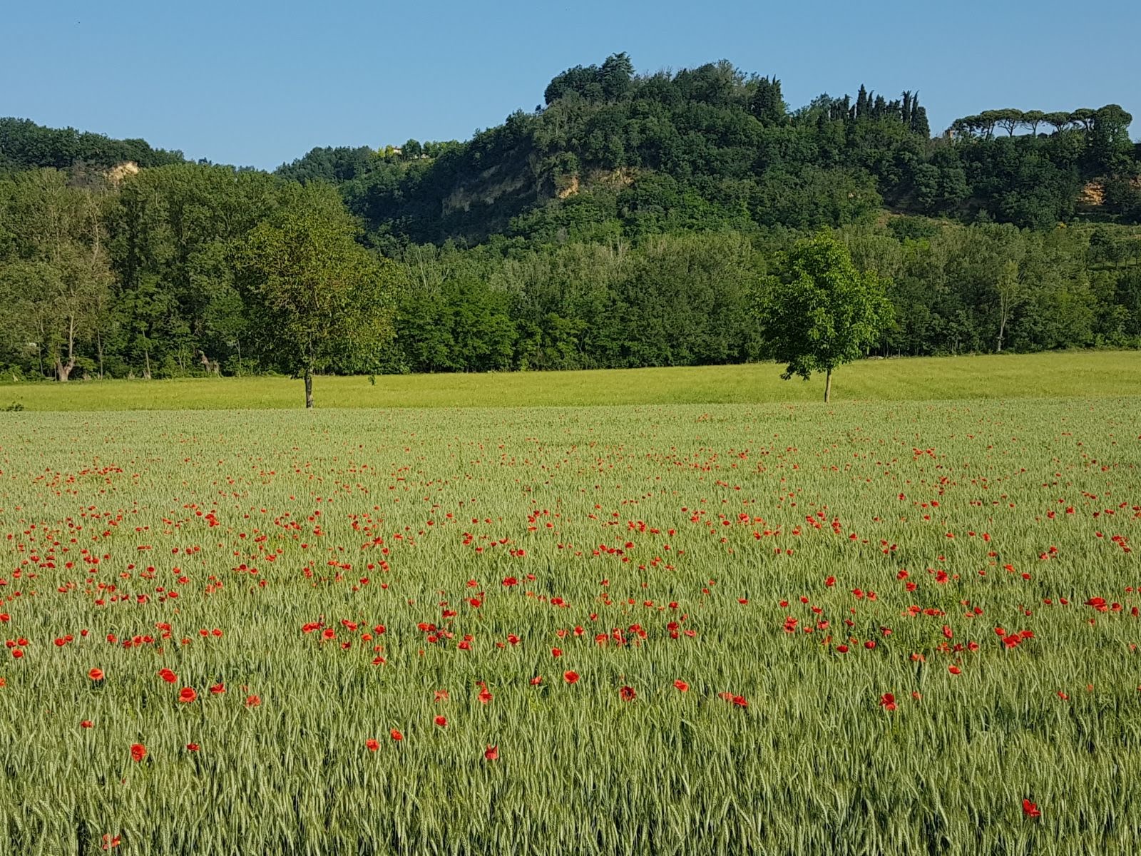 Mai di domenica - Fiorenzuola - Chiavari