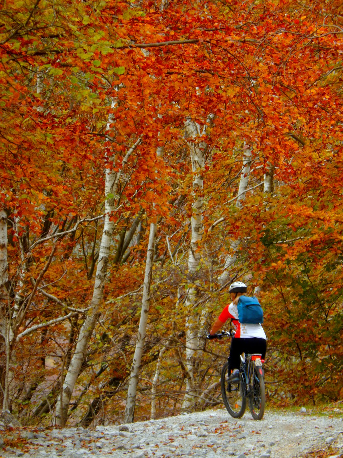 MTB - La foresta della Barbottina